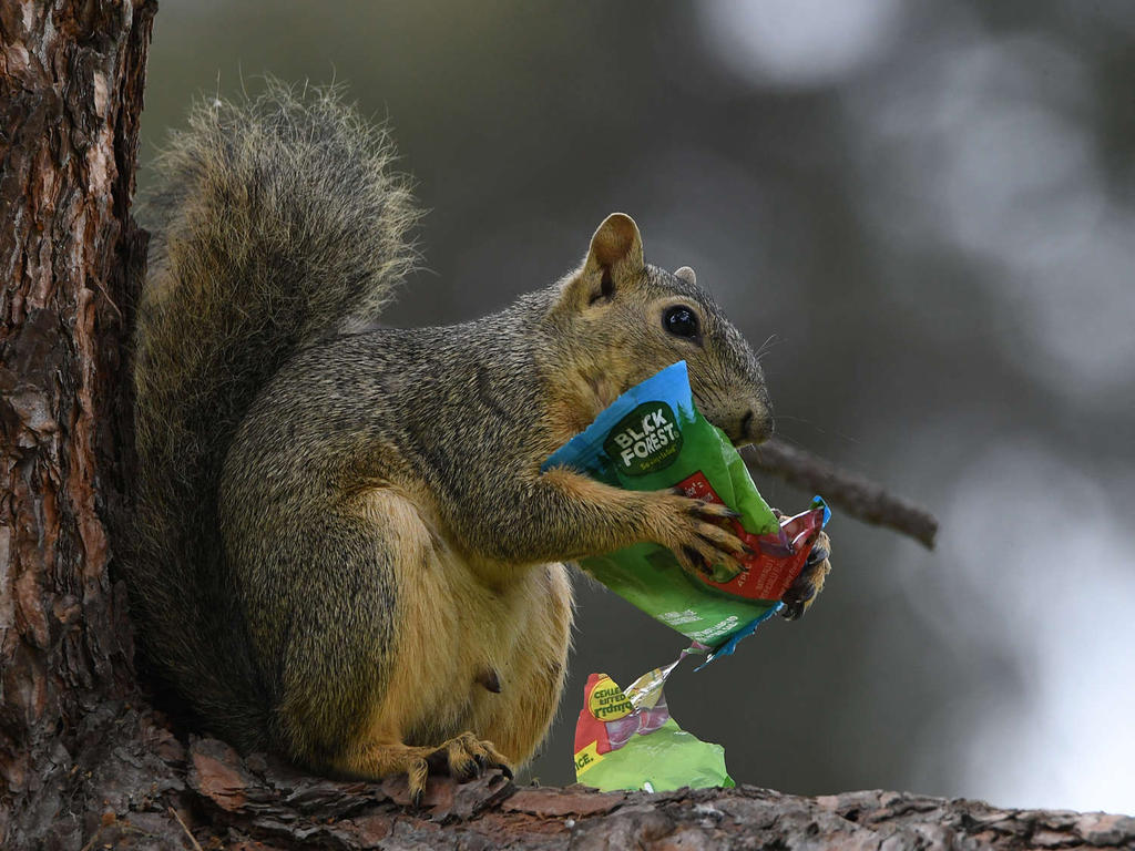 Squirrel3.jpg