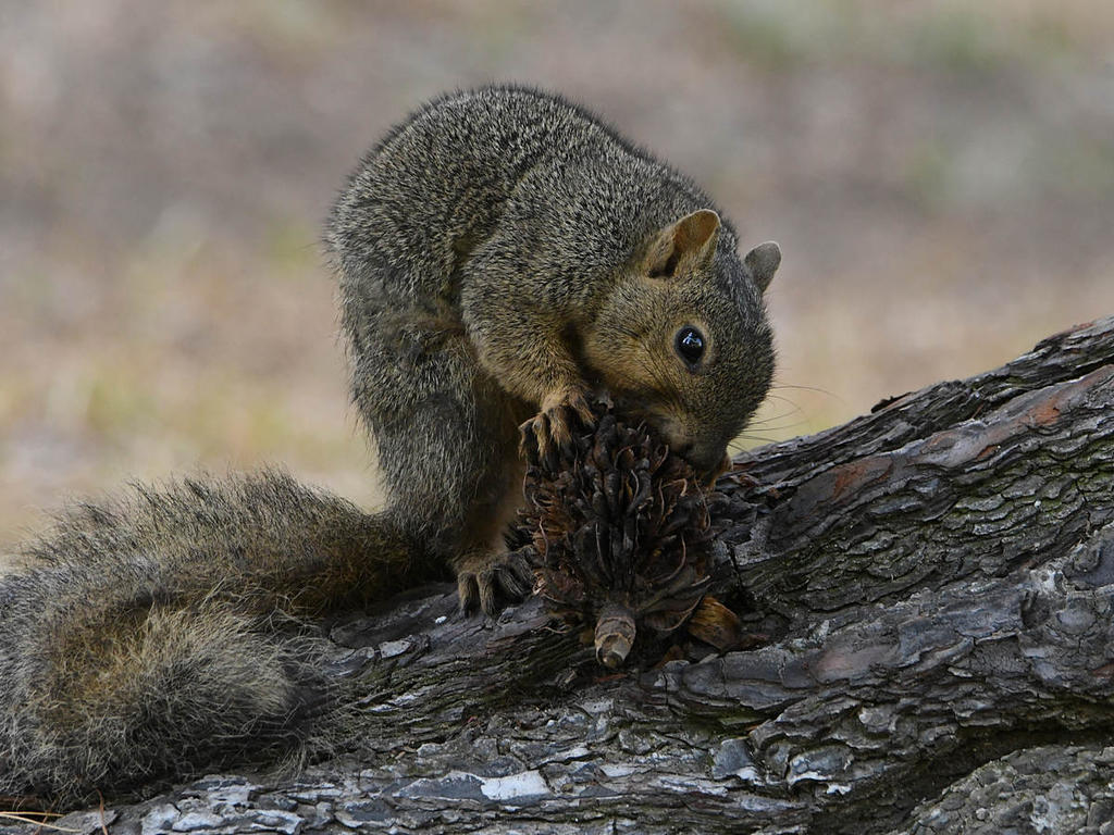 Squirrel3.jpg
