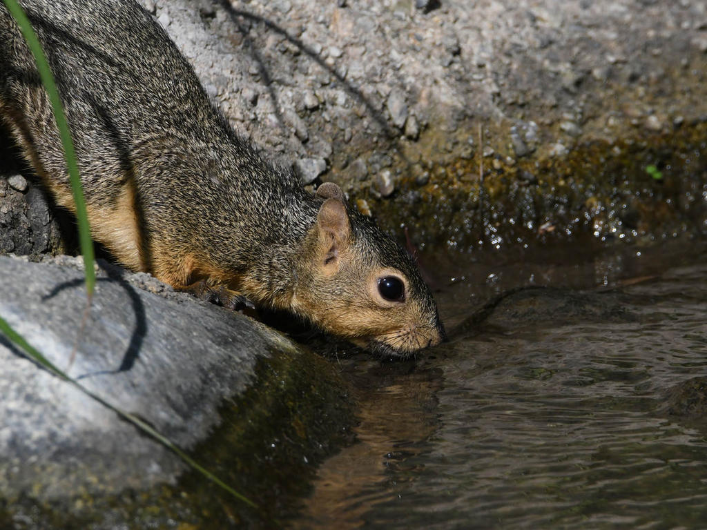 Squirrel3.jpg
