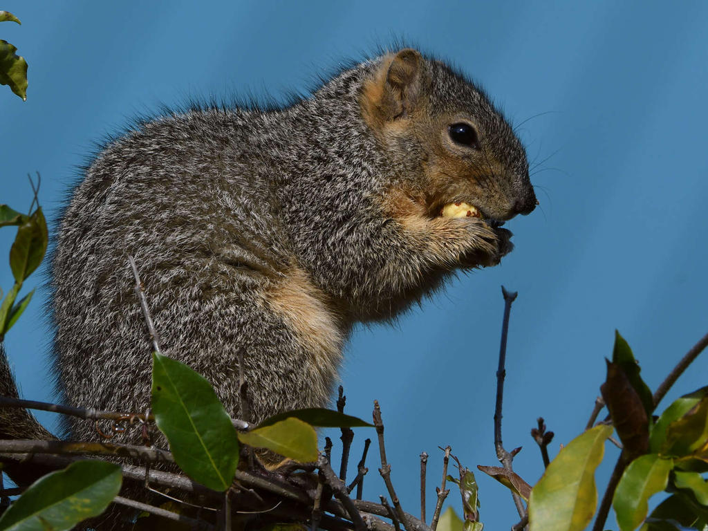 Squirrel3.jpg