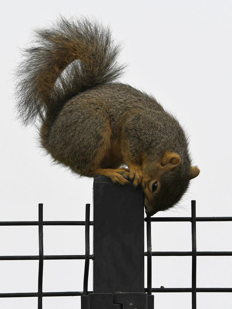 Squirrel3.jpg