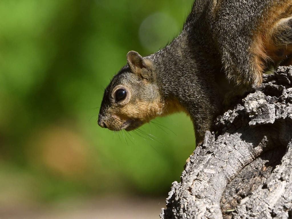 Squirrel3.jpg
