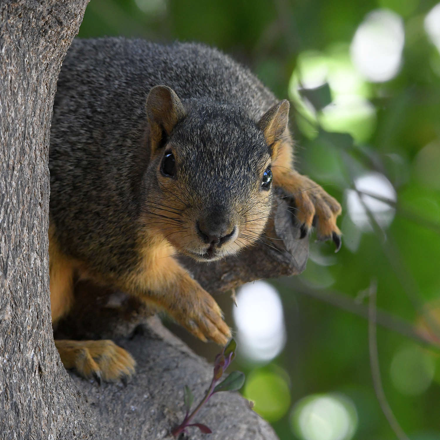 Squirrel3.jpg