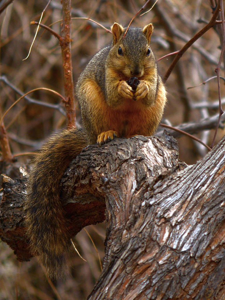 Squirrel3.jpg