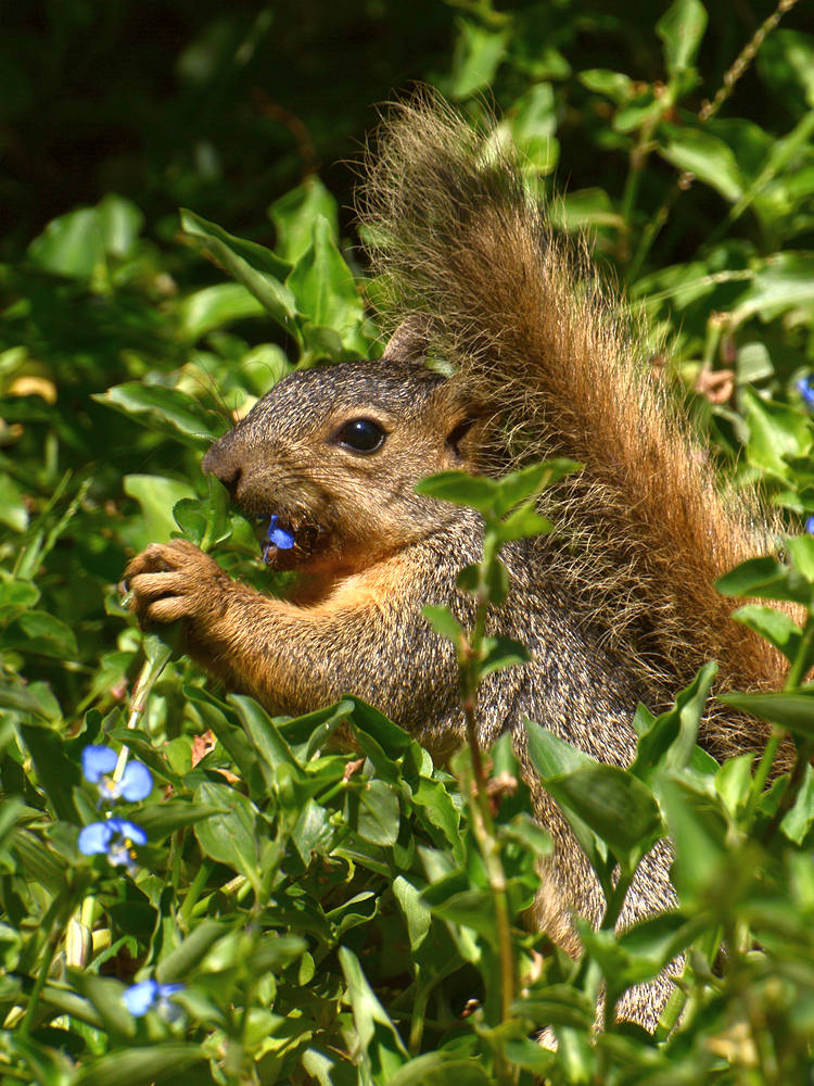Squirrel3.jpg