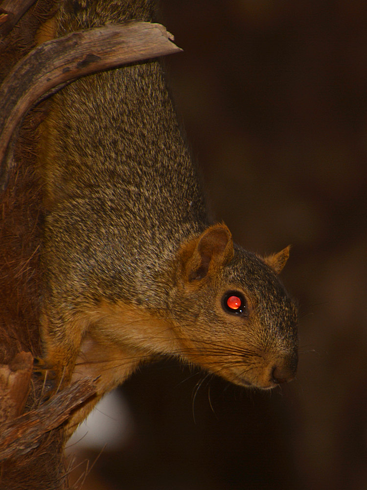 Squirrel4.jpg