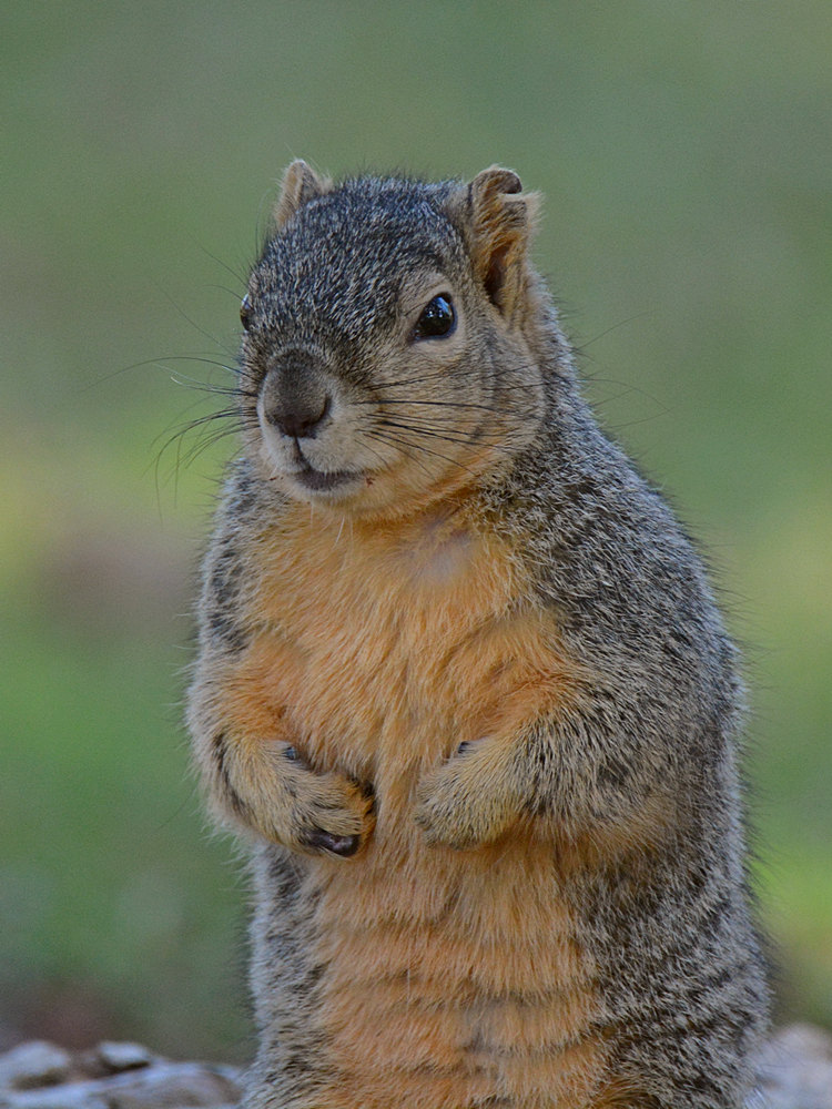 Squirrel4.jpg