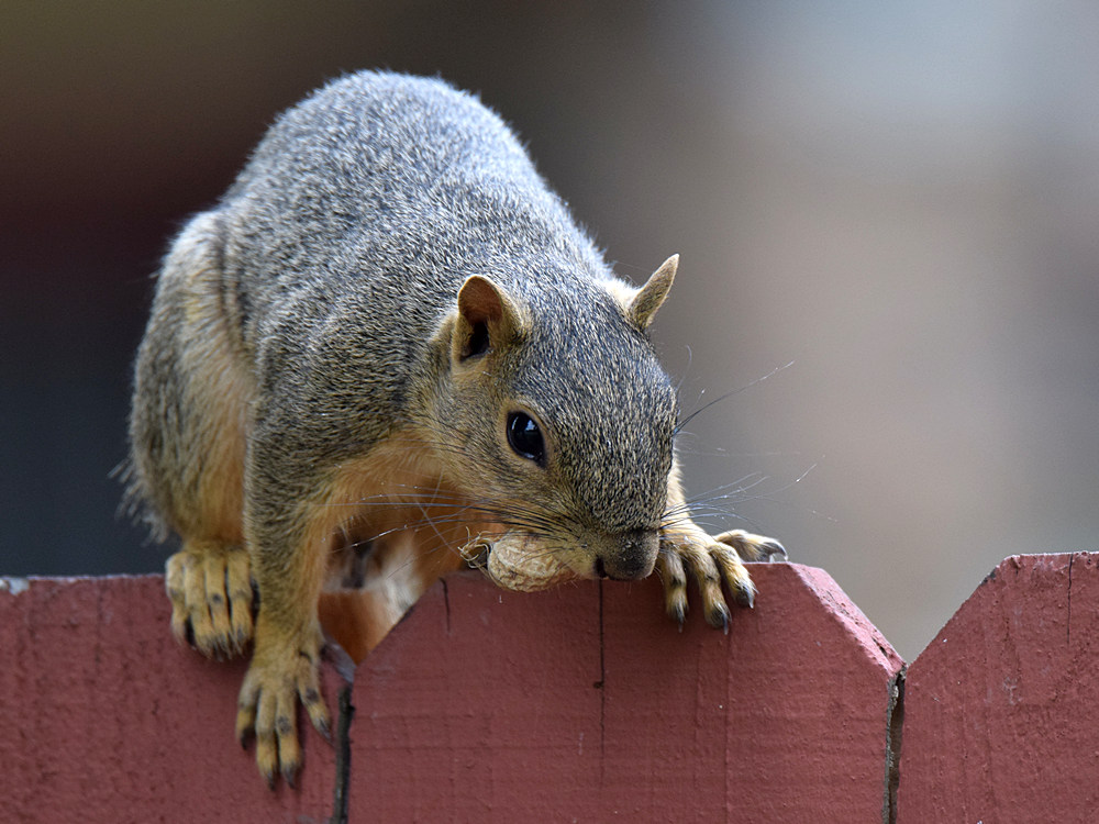 Squirrel4.jpg