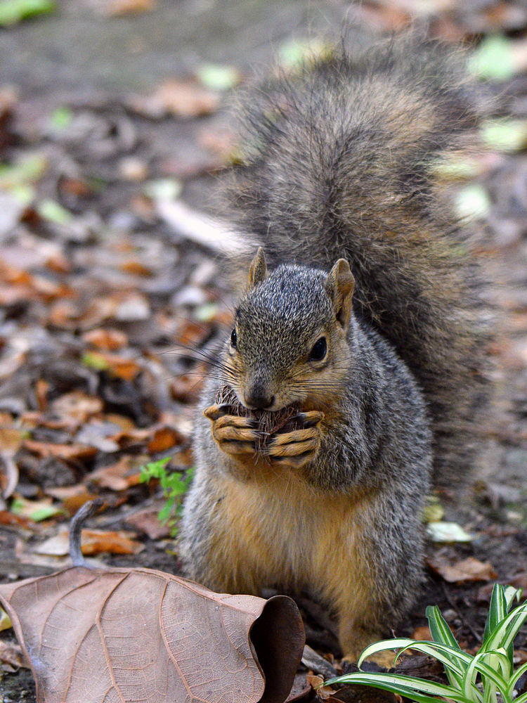 Squirrel4.jpg