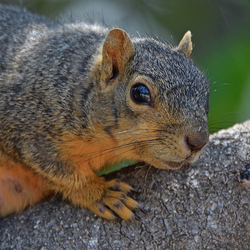 Squirrel4.jpg