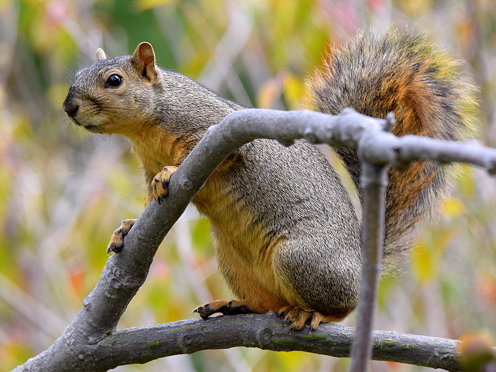 Squirrel4.jpg