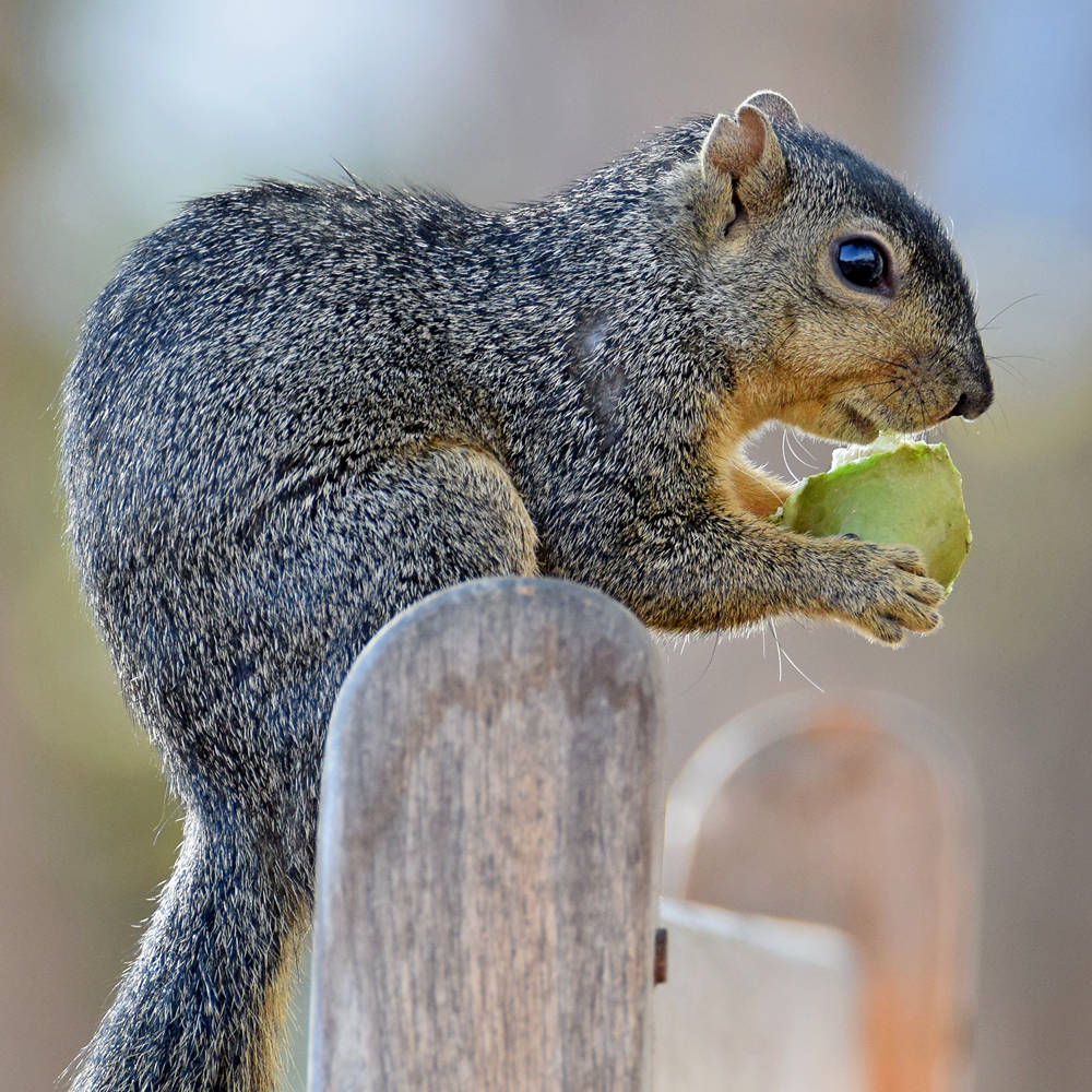 Squirrel4.jpg