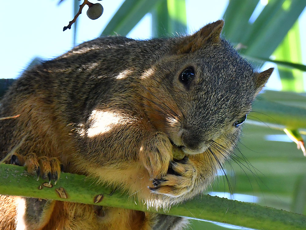Squirrel4.jpg