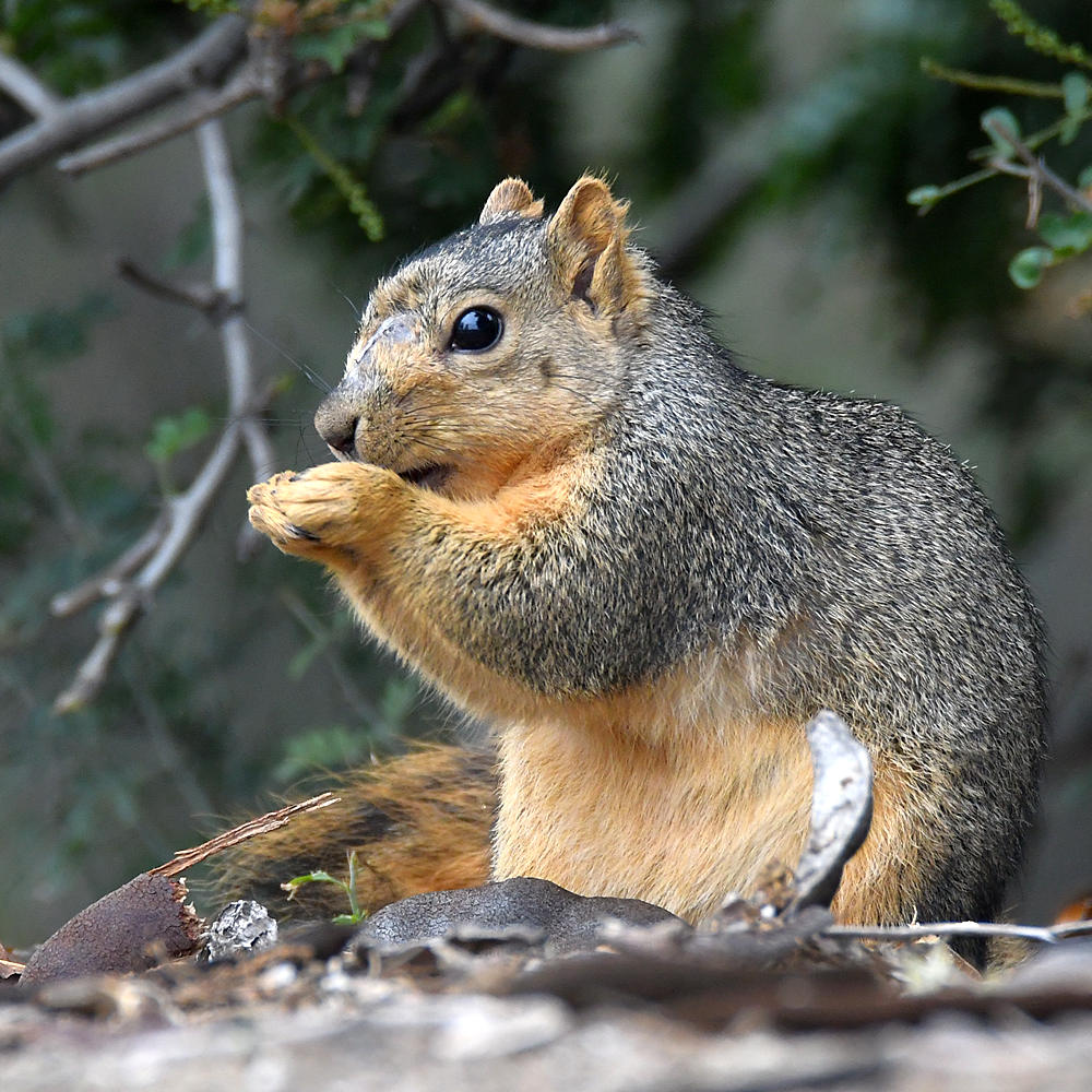 Squirrel4.jpg