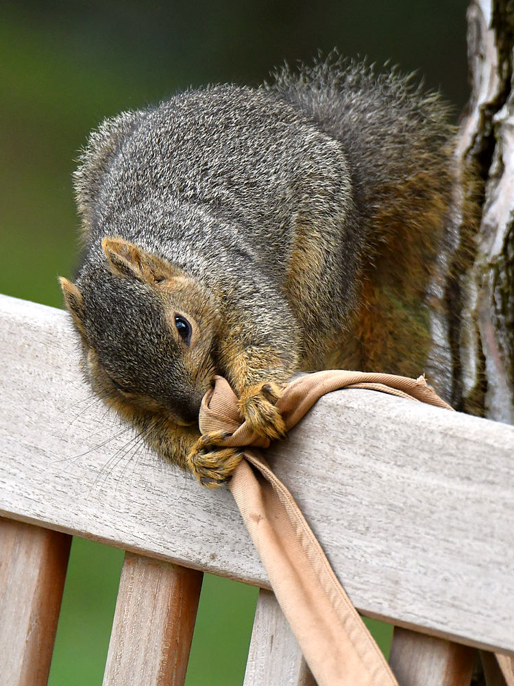 Squirrel4.jpg