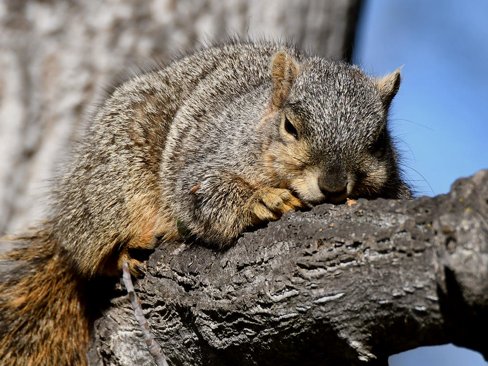 Squirrel4.jpg