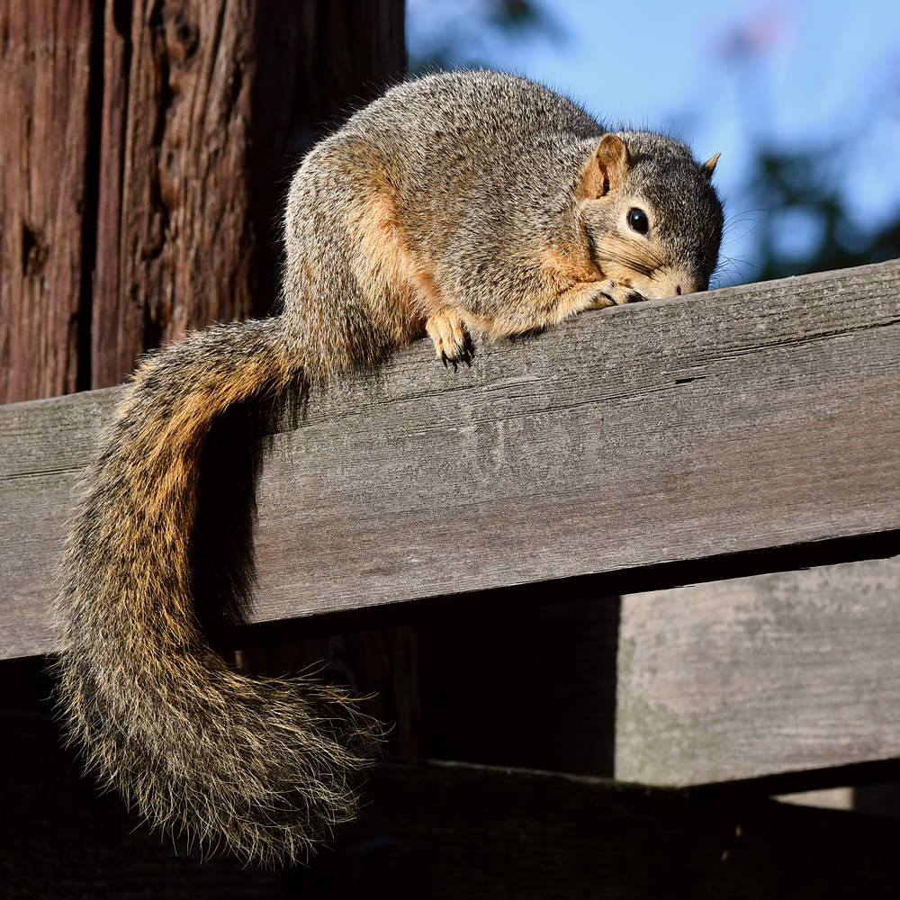 Squirrel4.jpg