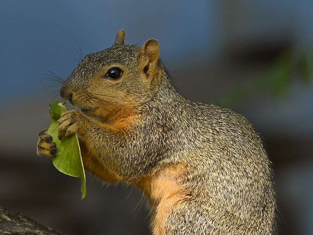 Squirrel4.jpg