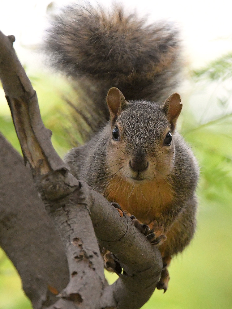 Squirrel4.jpg