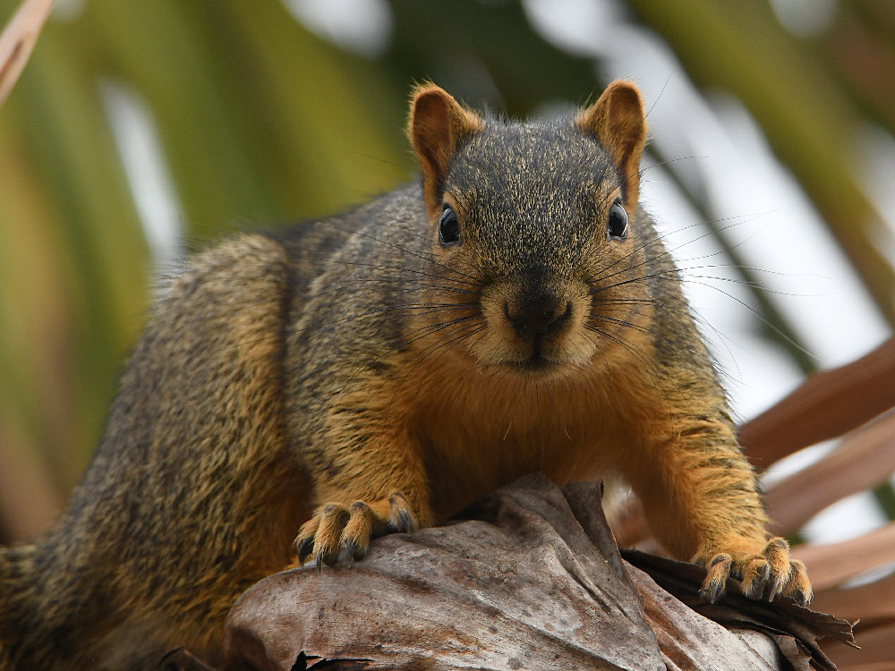 Squirrel4.jpg