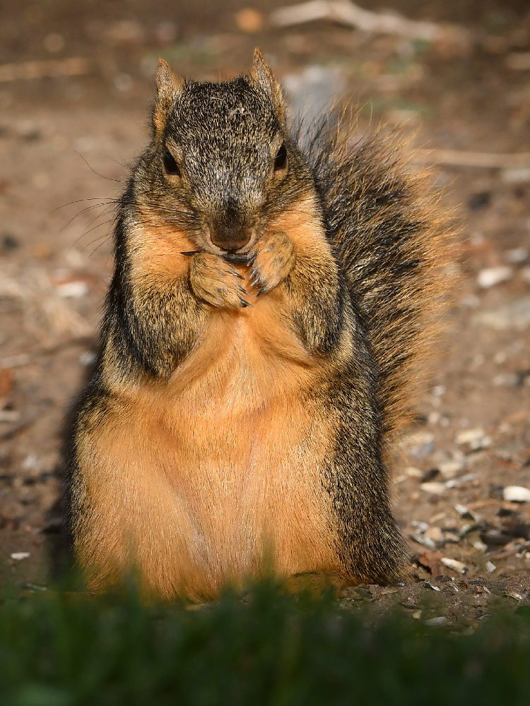 Squirrel4.jpg