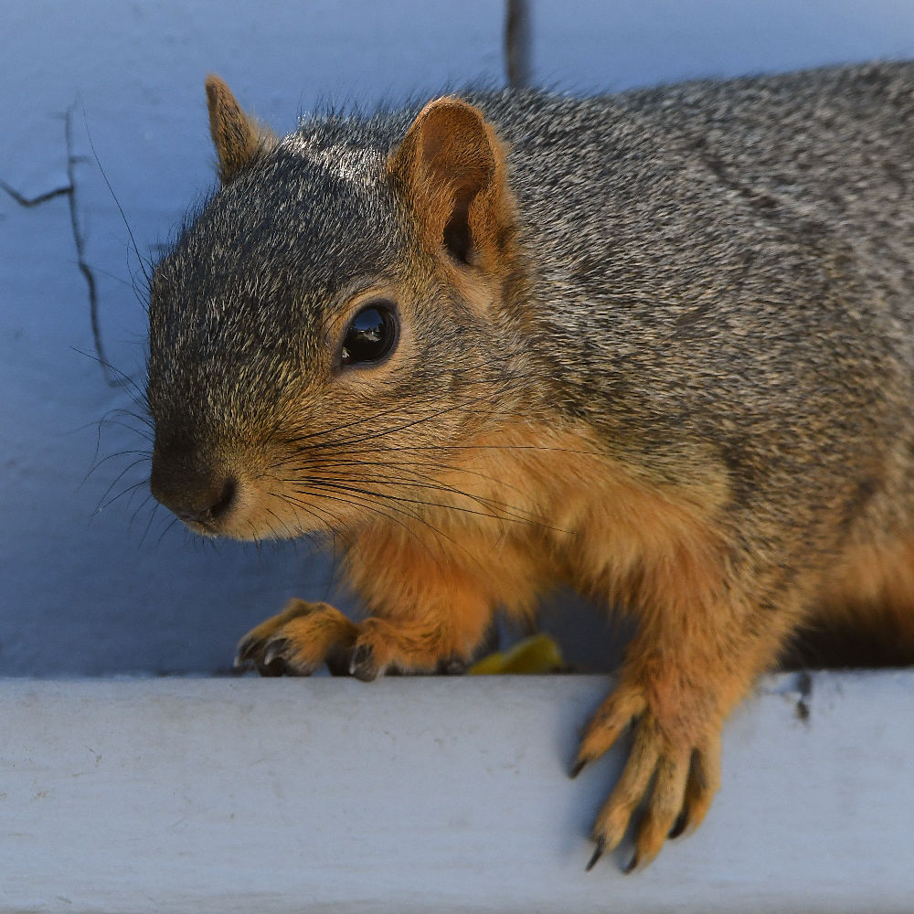 Squirrel4.jpg