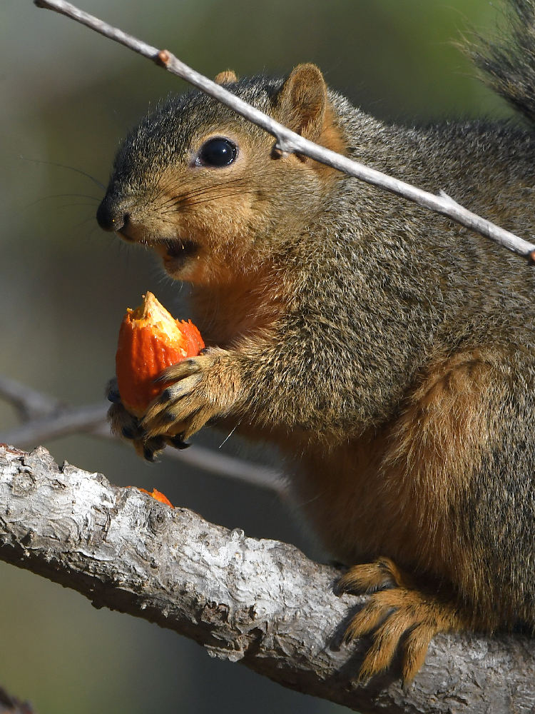 Squirrel4.jpg