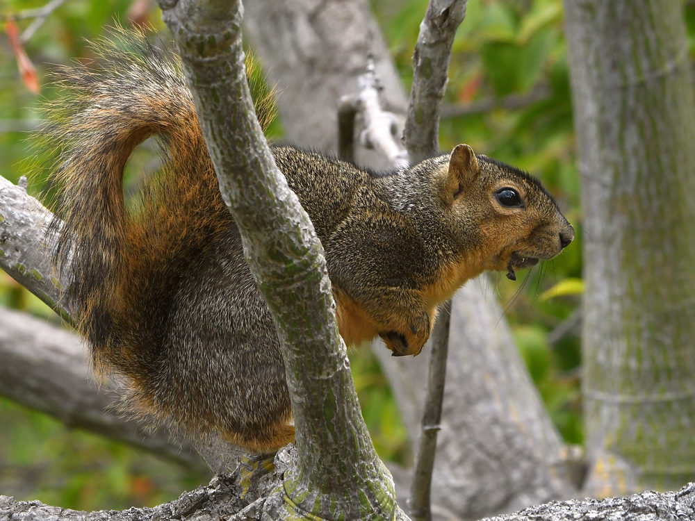 Squirrel4.jpg