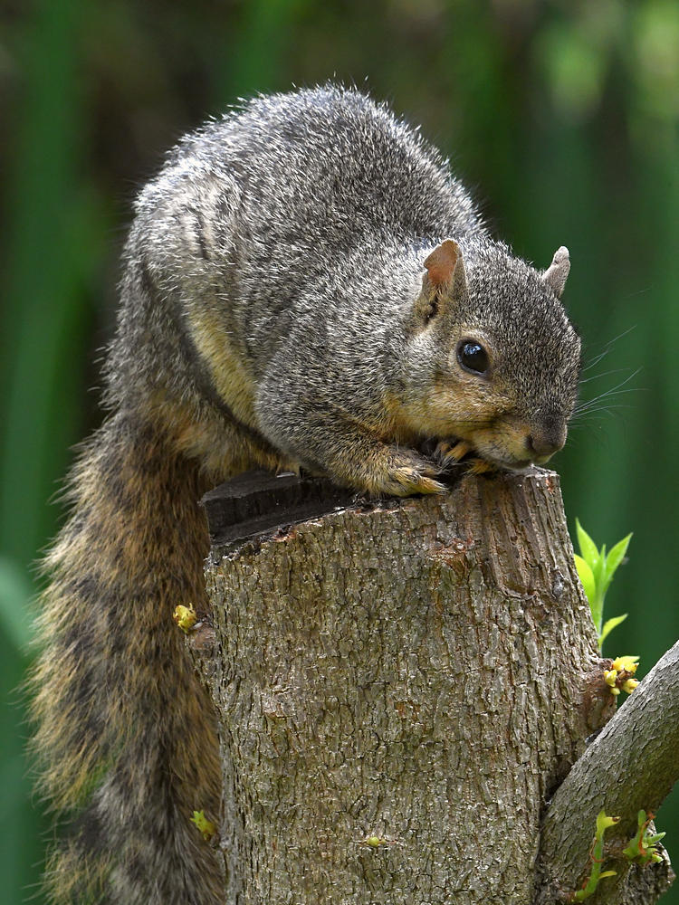 Squirrel4.jpg