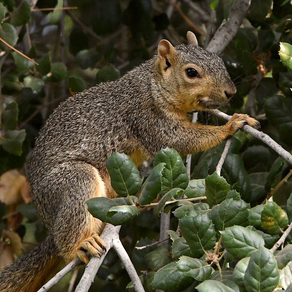 Squirrel4.jpg