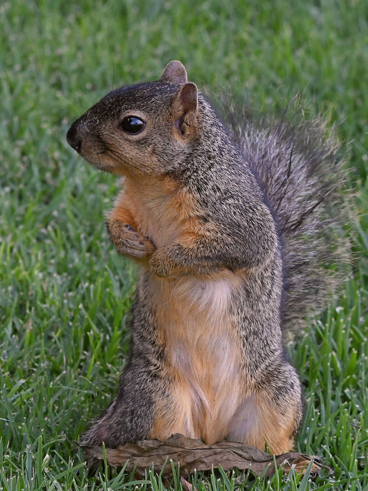 Squirrel4.jpg