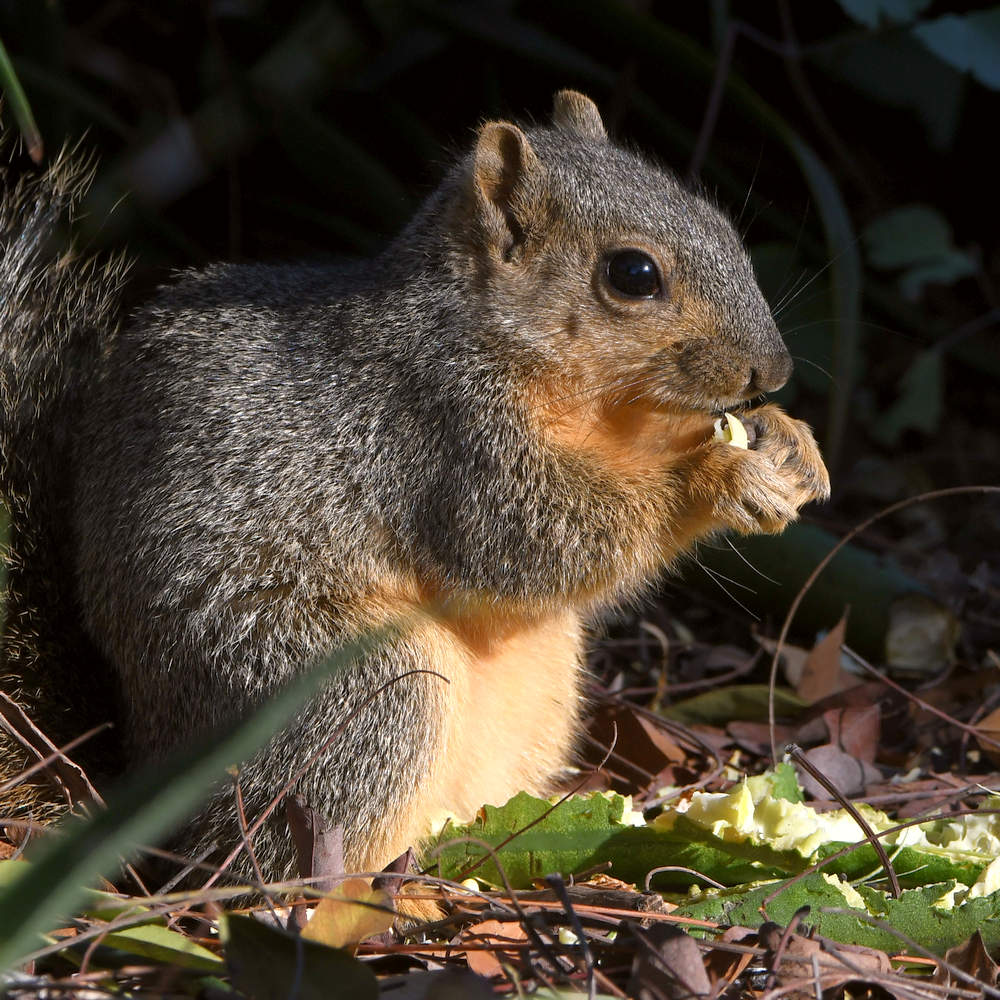 Squirrel4.jpg