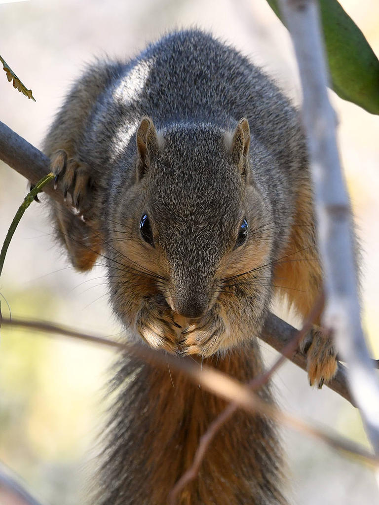 Squirrel4.jpg