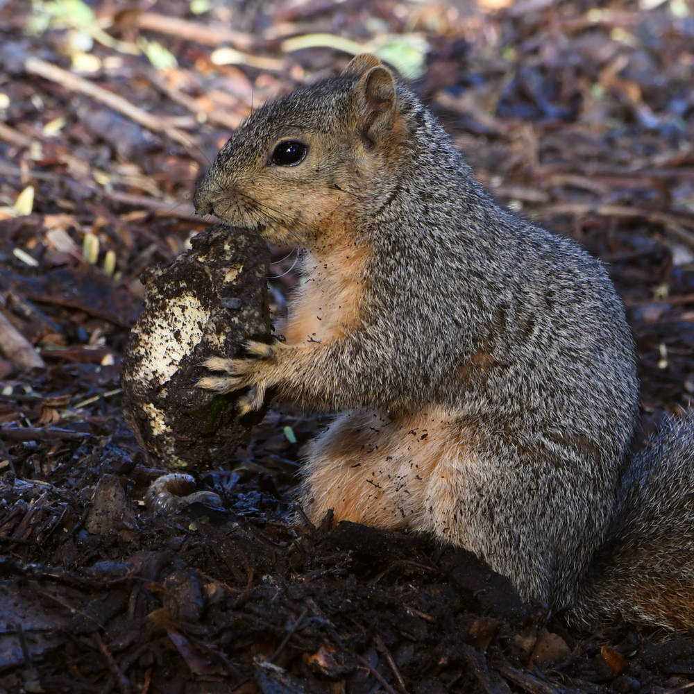 Squirrel4.jpg
