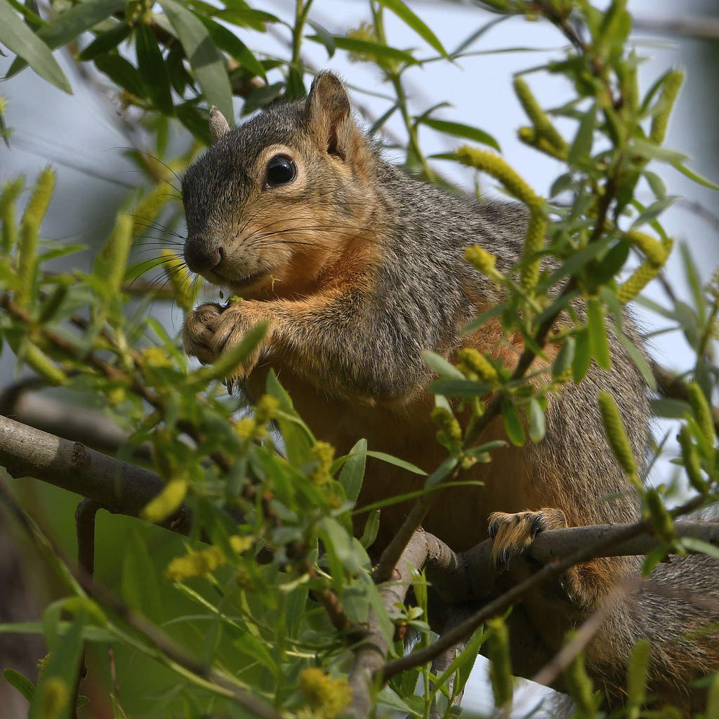Squirrel4.jpg
