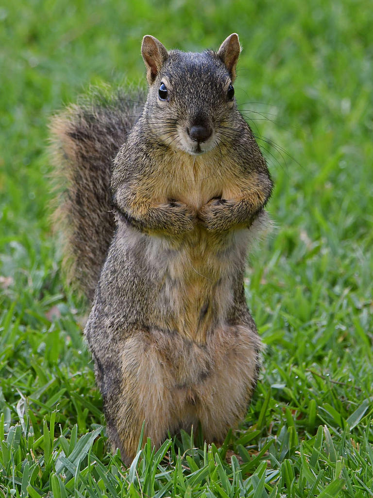 Squirrel4.jpg