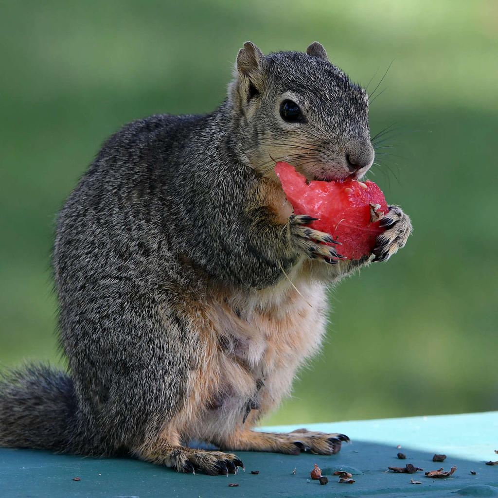Squirrel4.jpg
