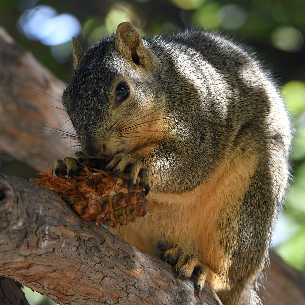 Squirrel4.jpg