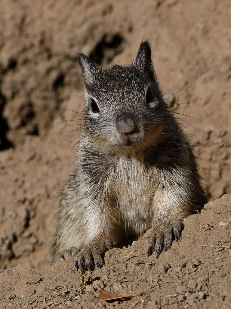 Squirrel4.jpg