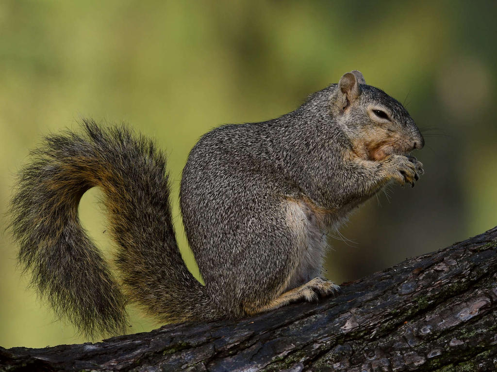 Squirrel4.jpg