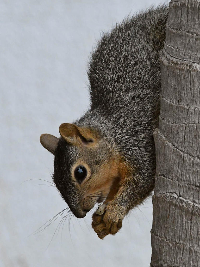 Squirrel4.jpg