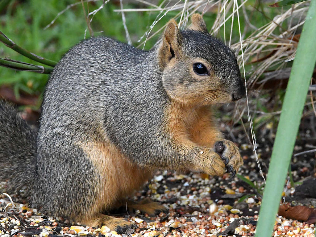 Squirrel4.jpg