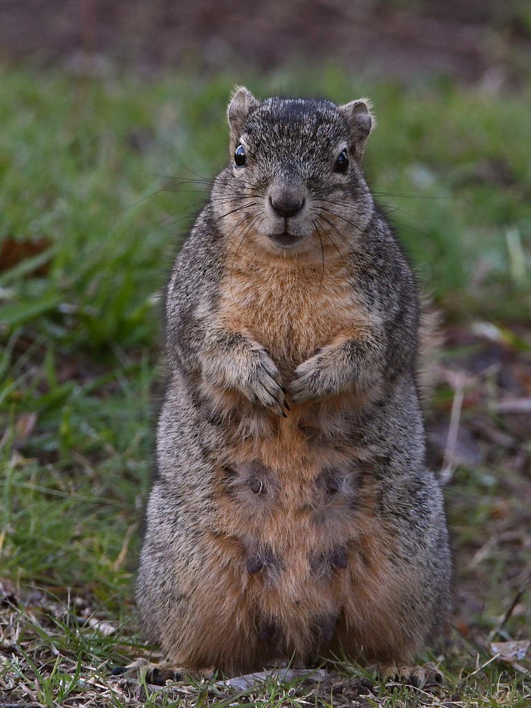 Squirrel4.jpg