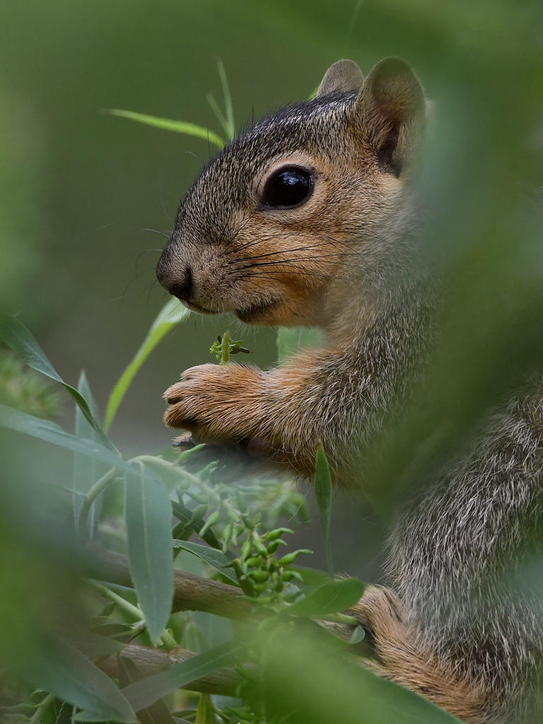 Squirrel4.jpg