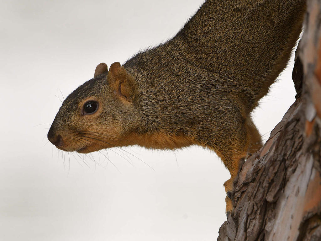 Squirrel4.jpg