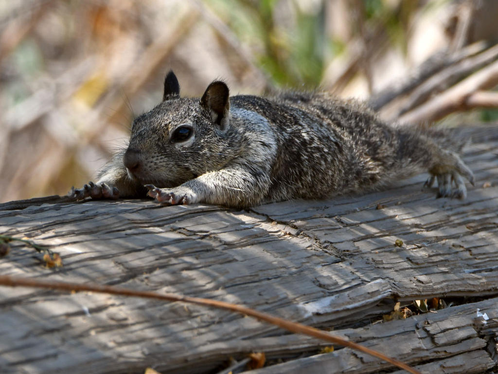 Squirrel4.jpg