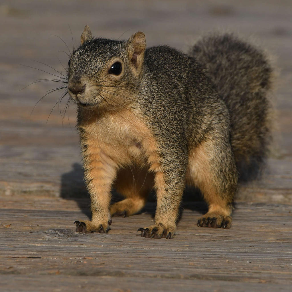 Squirrel4.jpg