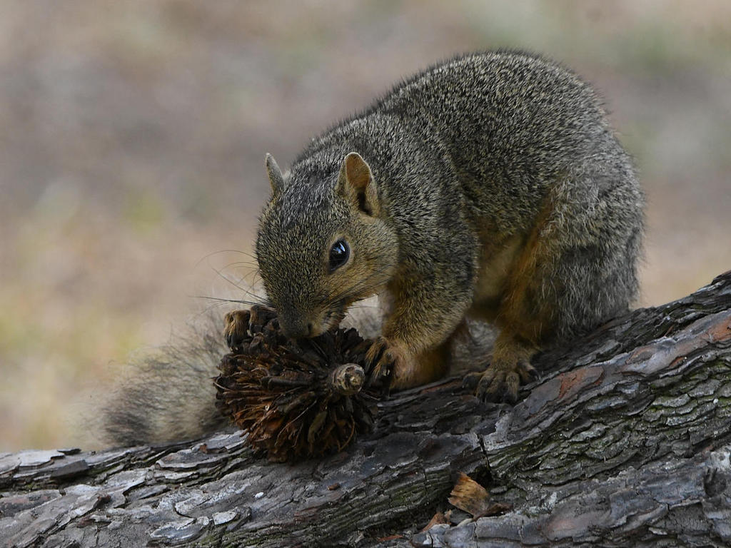 Squirrel4.jpg