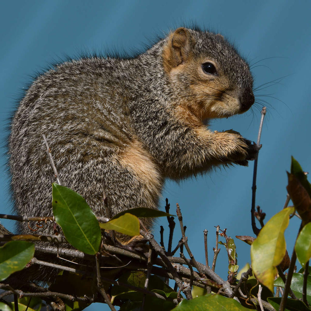 Squirrel4.jpg