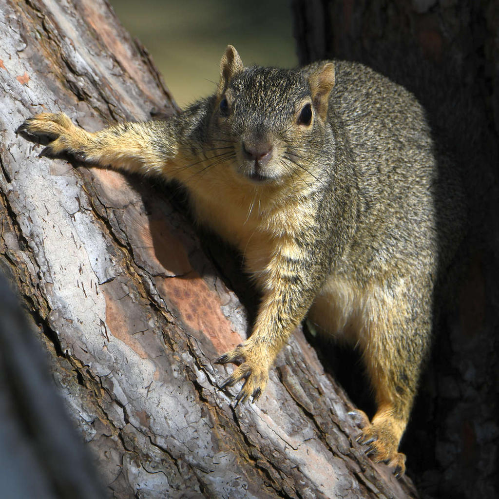 Squirrel4.jpg